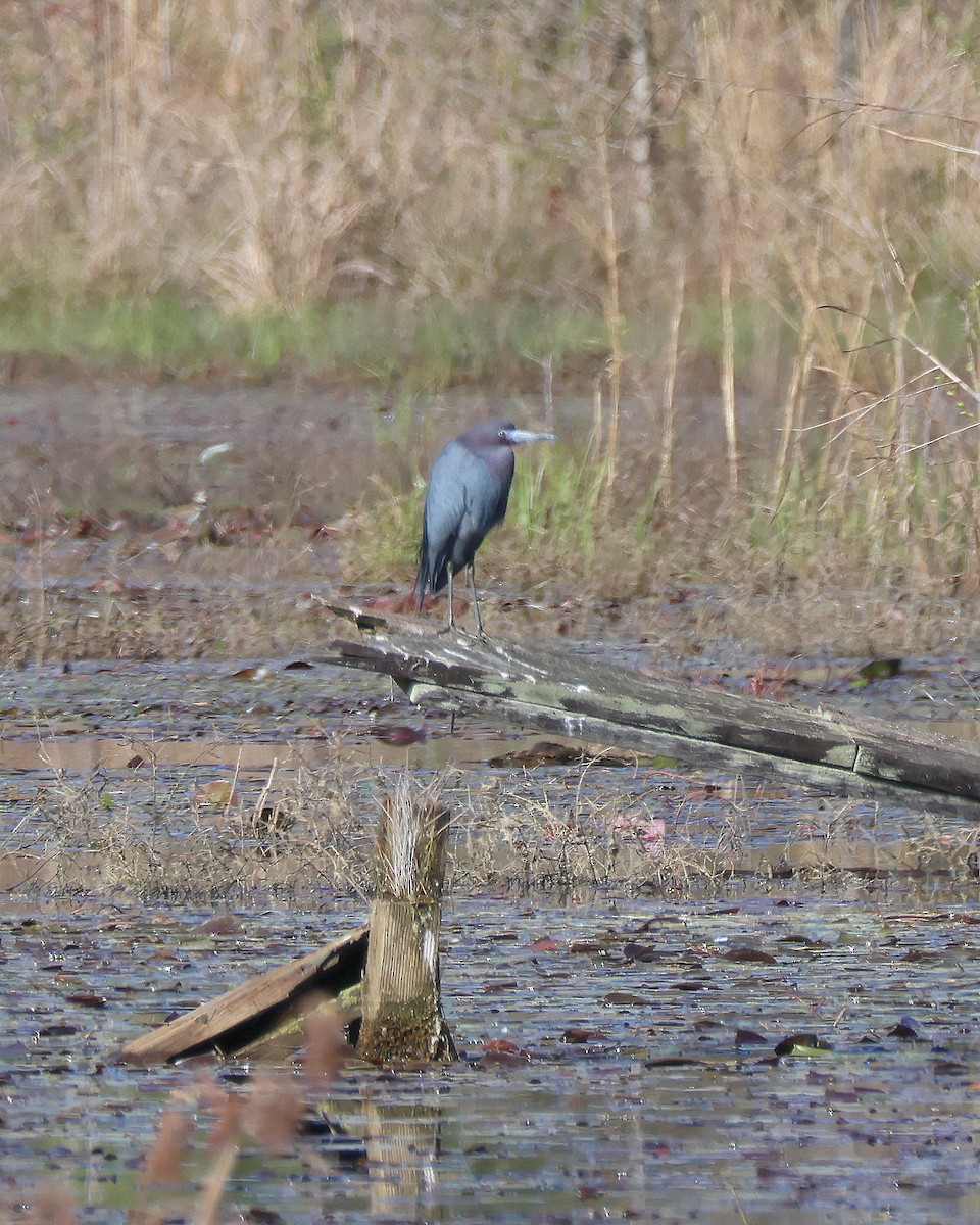 Little Blue Heron - ML632721164