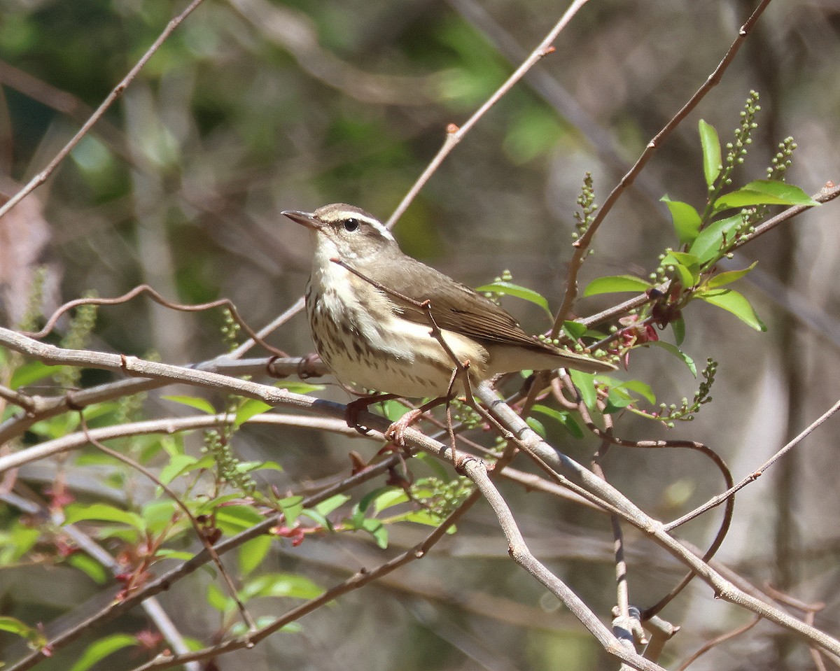 Louisiana Waterthrush - ML632721199