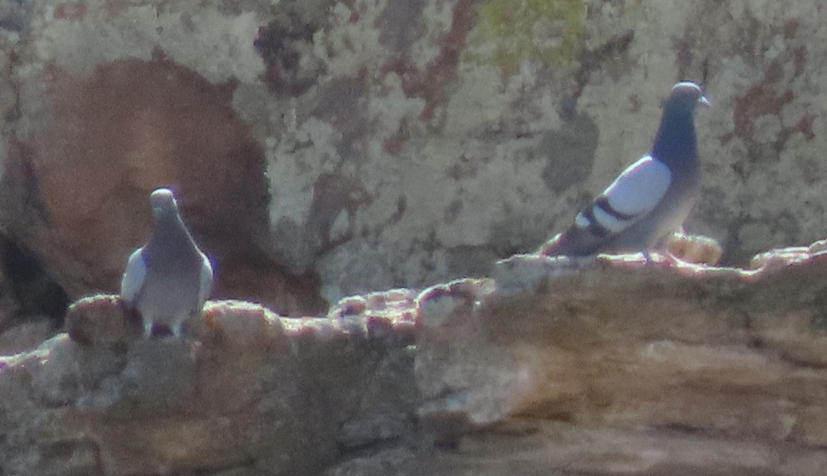Rock Pigeon (Feral Pigeon) - ML632721207