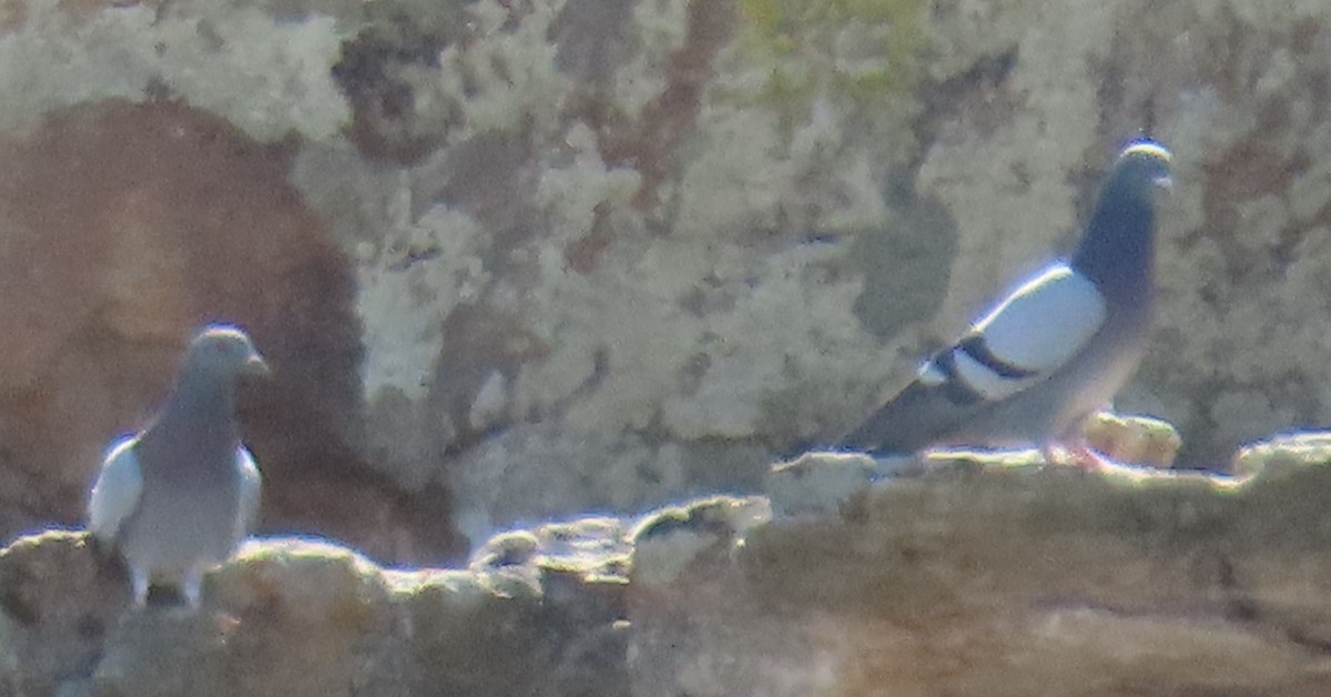Rock Pigeon (Feral Pigeon) - ML632721219