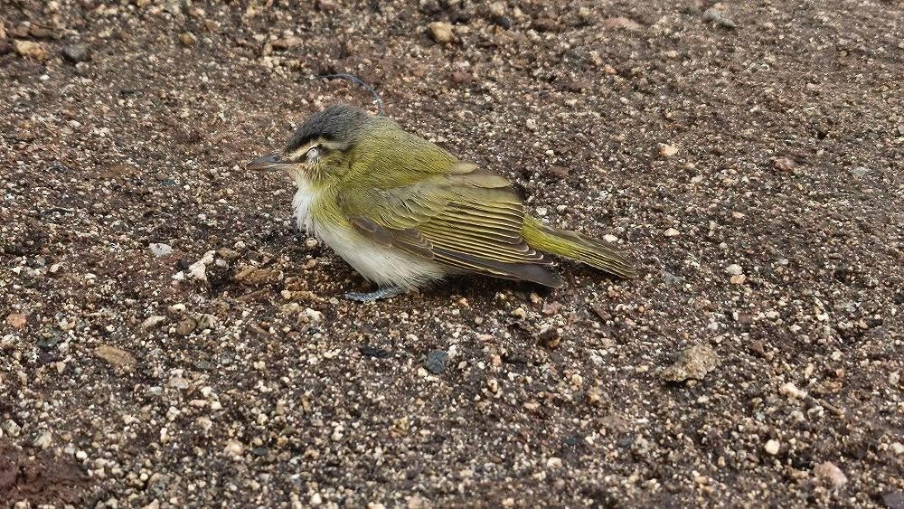 zelenáček červenooký - ML632721233