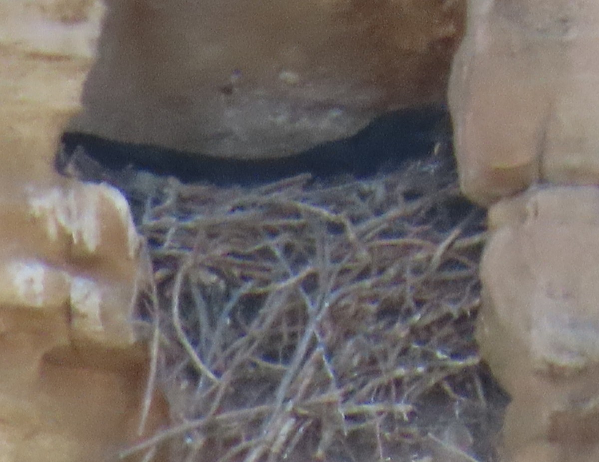 Common Raven - ML632721242