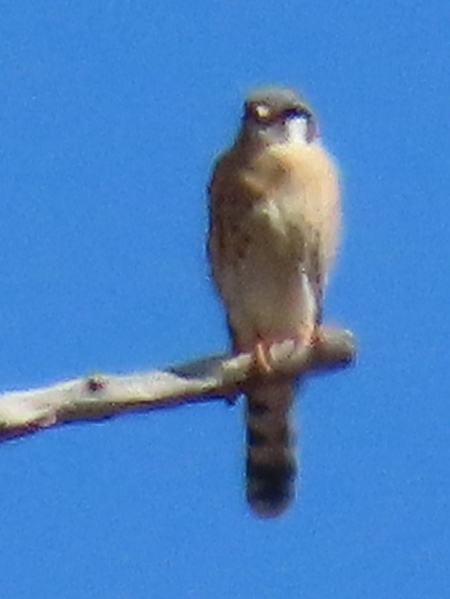 American Kestrel - ML632721246