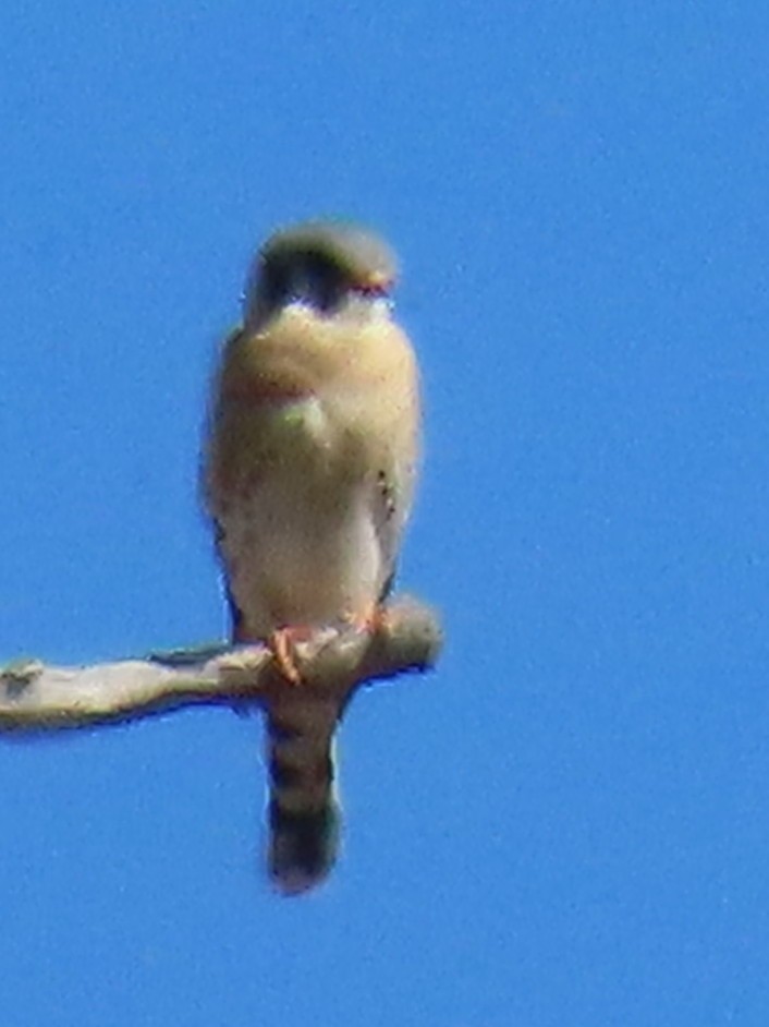 American Kestrel - ML632721251