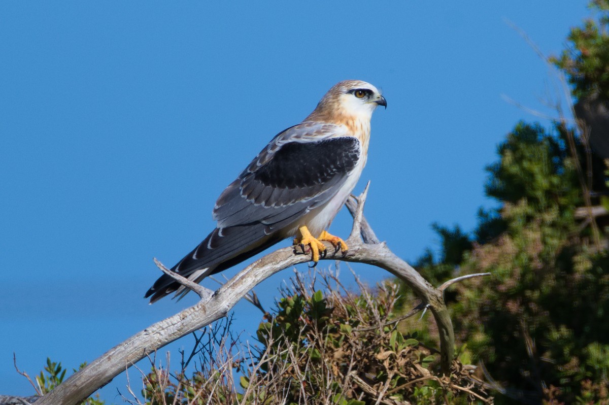 Black-shouldered Kite - ML632721291