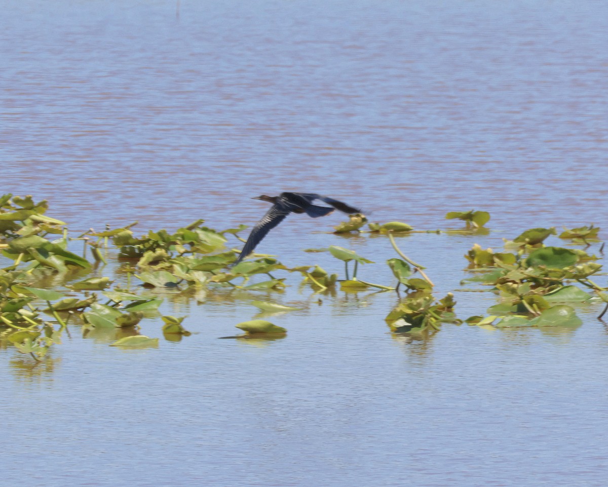 Anhinga - ML632721336