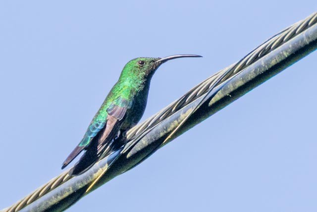 Green-throated Carib - ML632721398