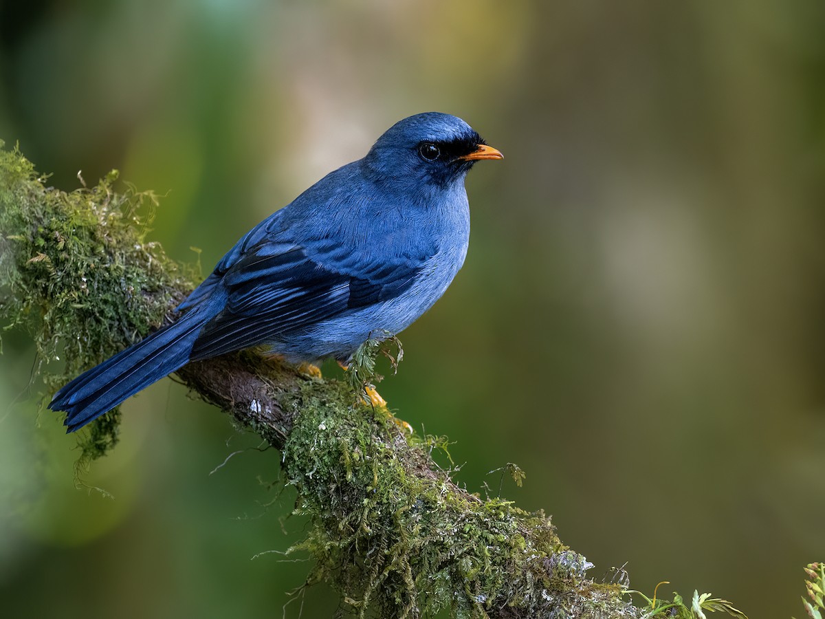 Black-faced Solitaire - Andres Vasquez Noboa