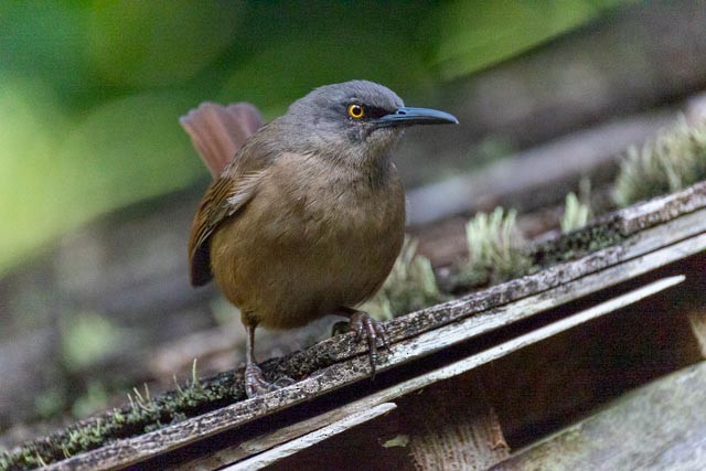 Brown Trembler - ML632721540