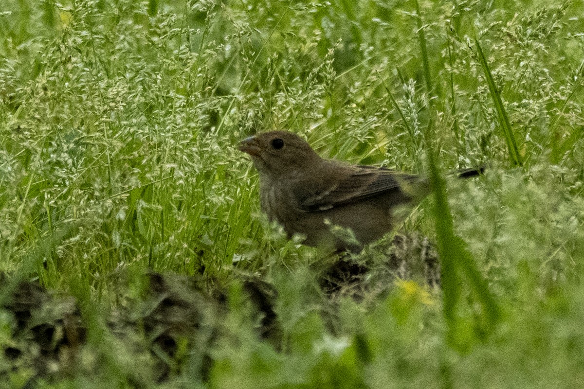 Indigo Bunting - ML632721659