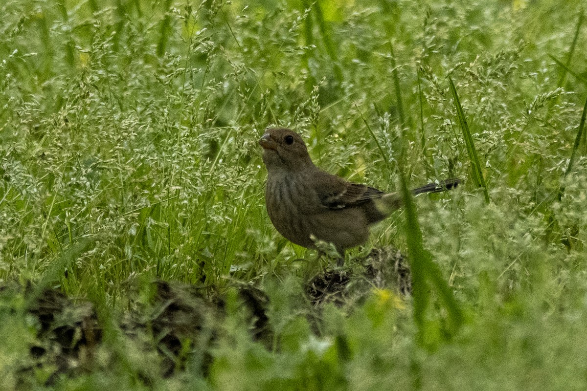 Indigo Bunting - ML632721660
