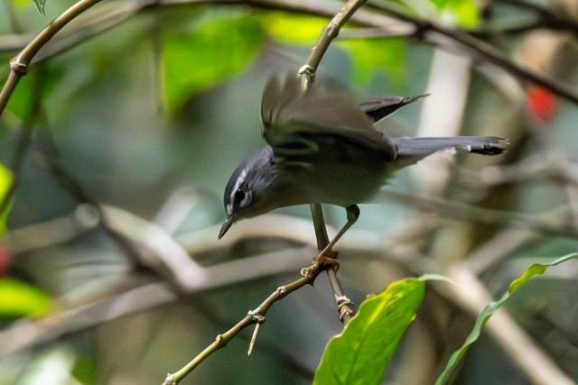 Plumbeous Warbler - ML632721699