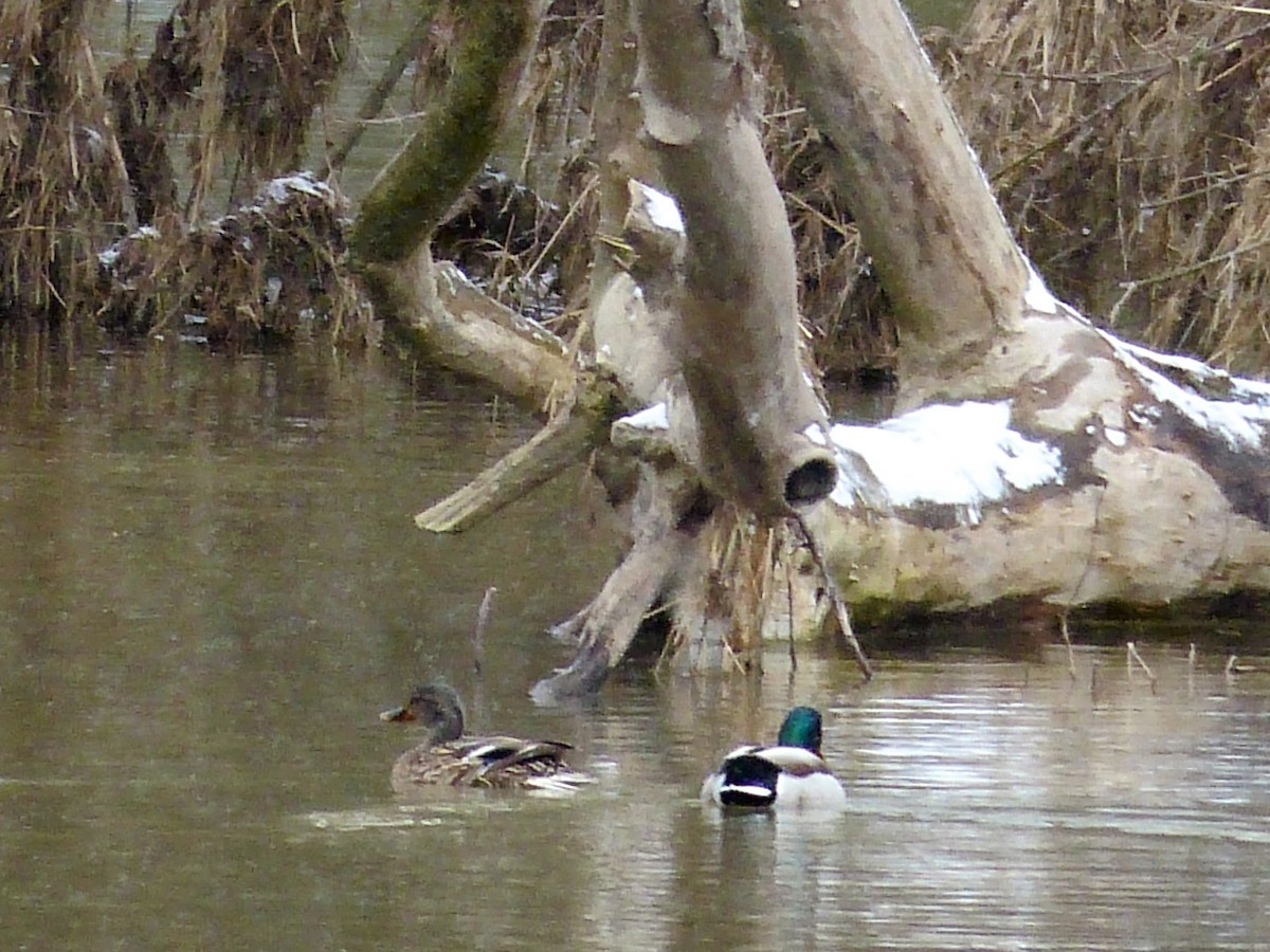 Canard colvert - ML632721736