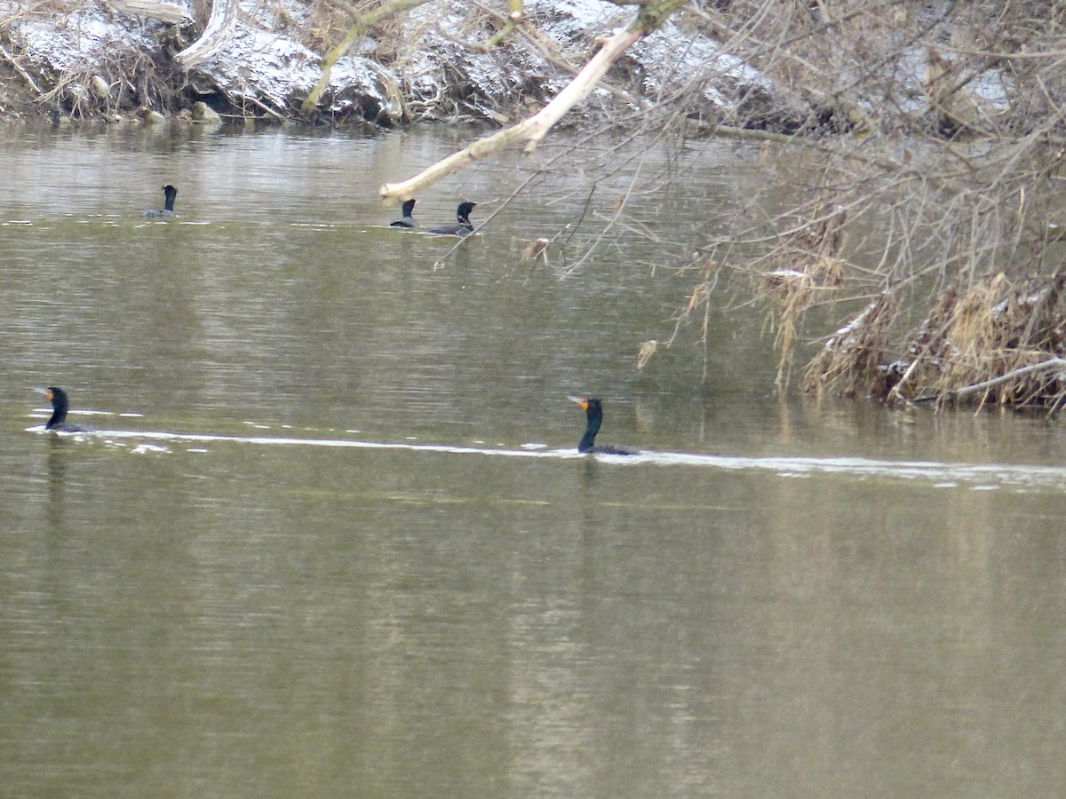 Cormoran à aigrettes - ML632721739