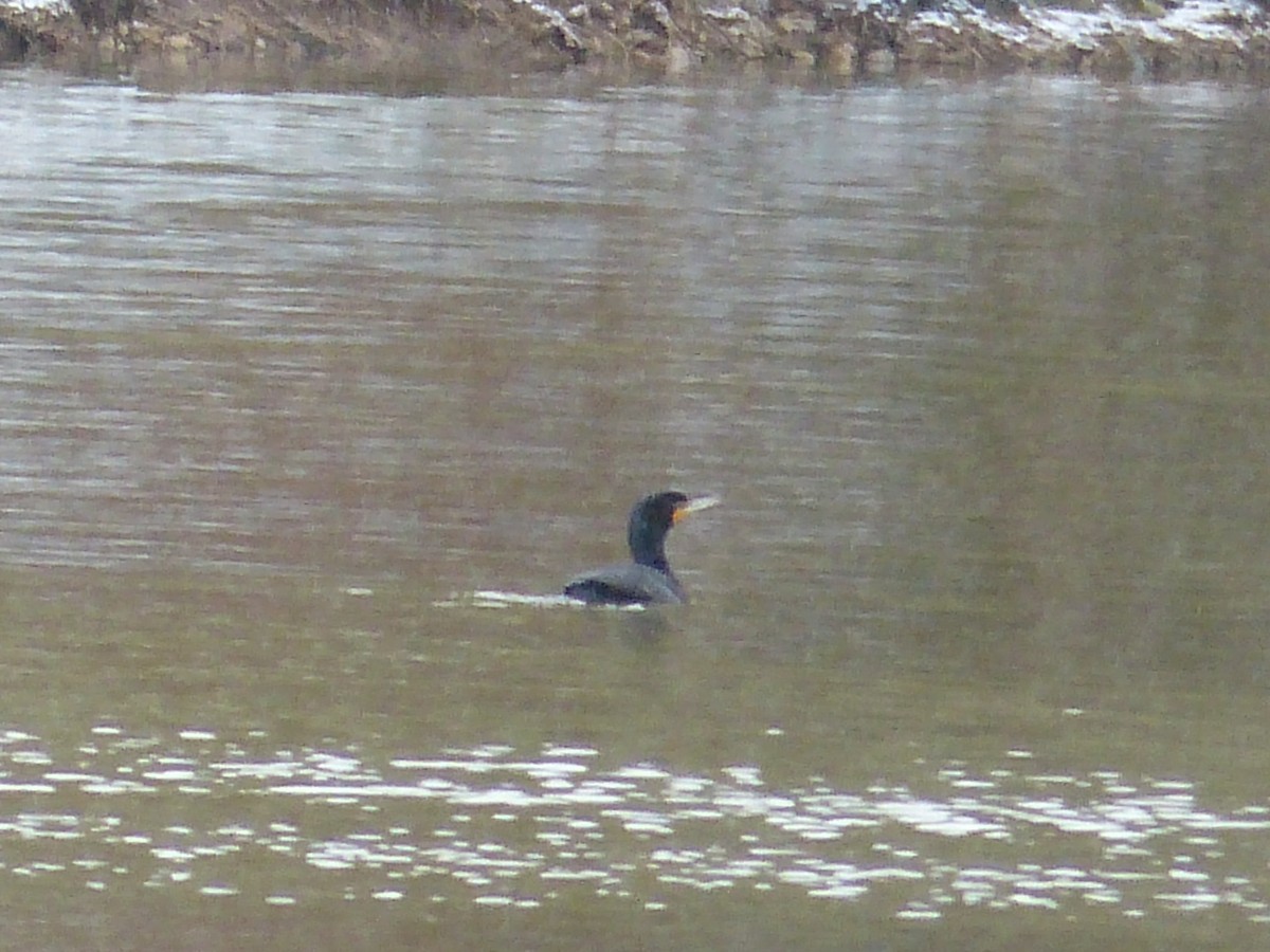 Cormoran à aigrettes - ML632721740