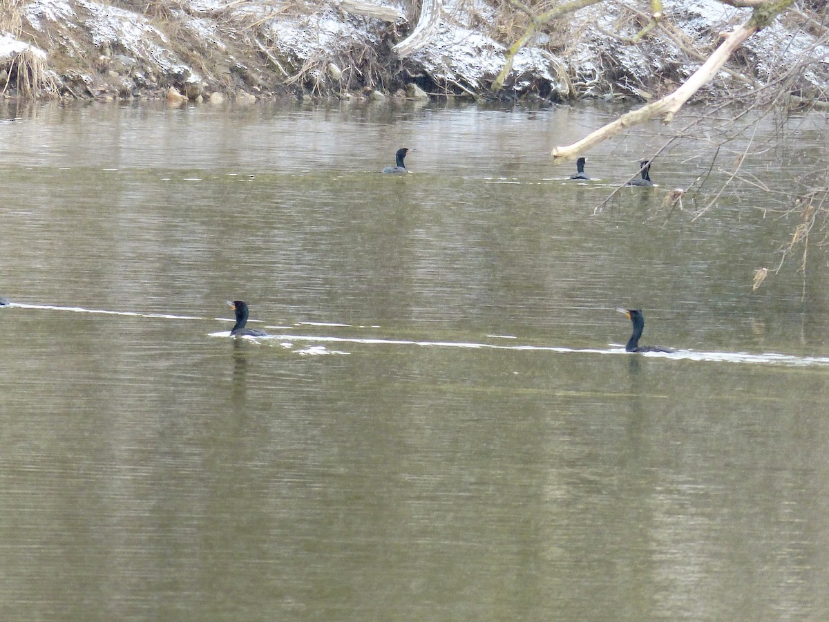 Cormoran à aigrettes - ML632721741
