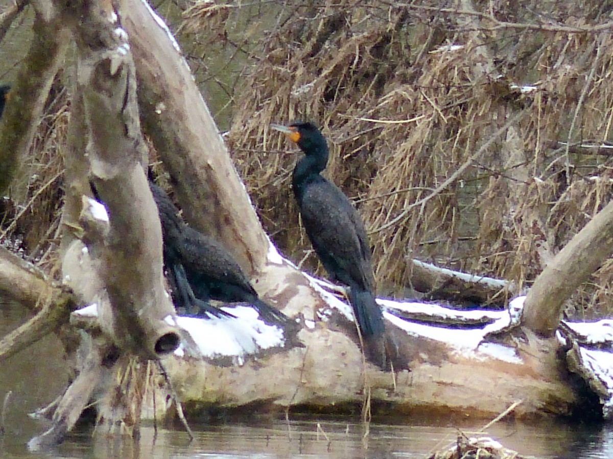 Cormoran à aigrettes - ML632721742