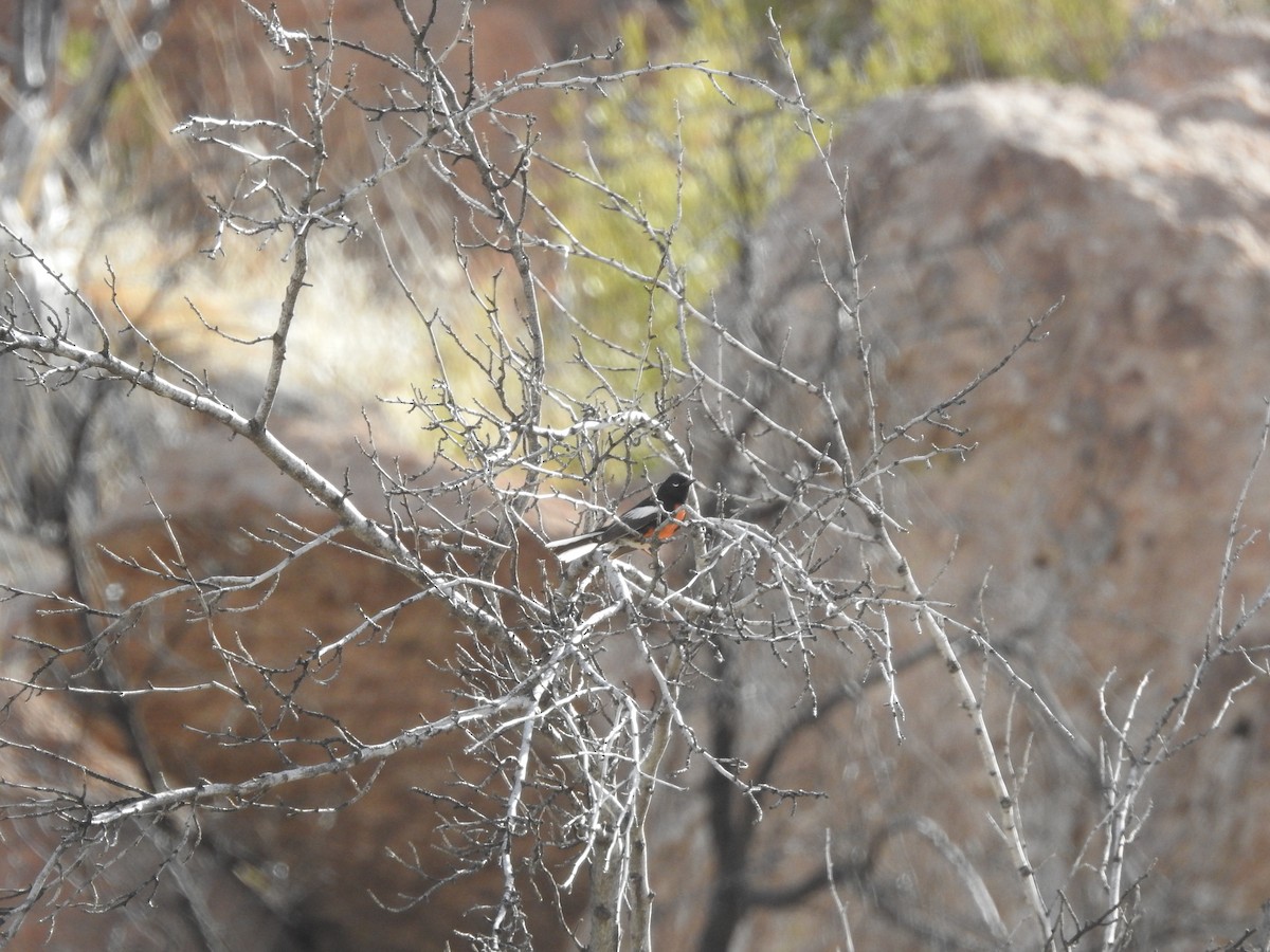 Painted Redstart - ML632721748