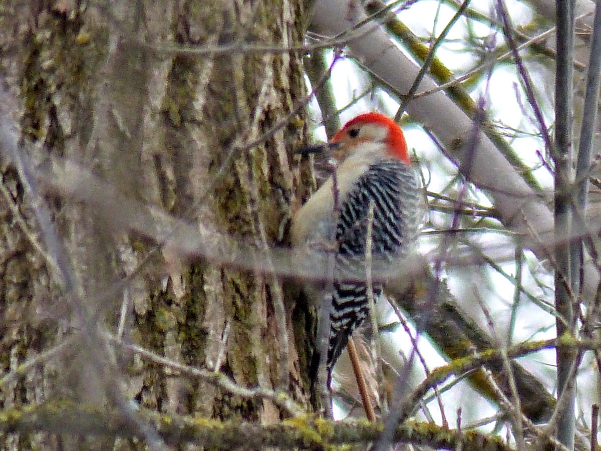 Pic à ventre roux - ML632721767