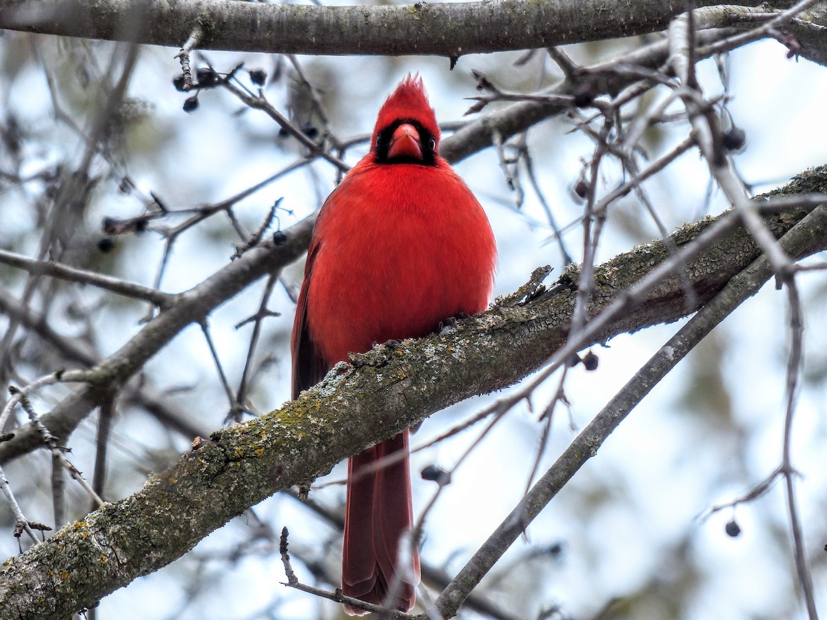 Cardinal rouge - ML632721775