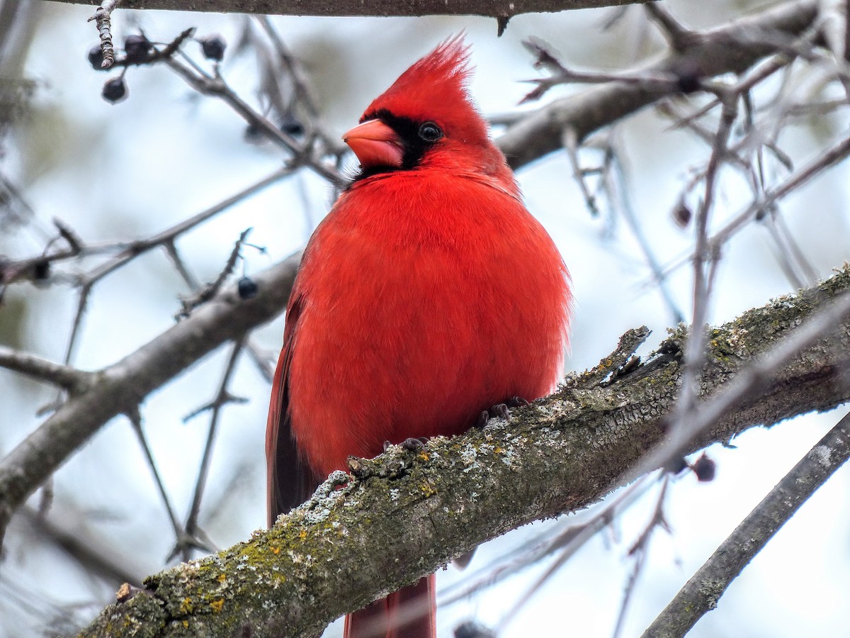 Cardinal rouge - ML632721776