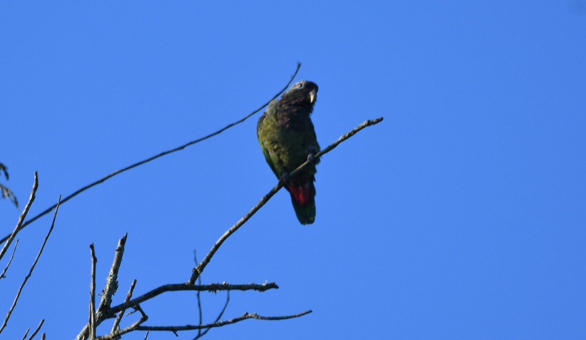 Scaly-headed Parrot - ML632722042