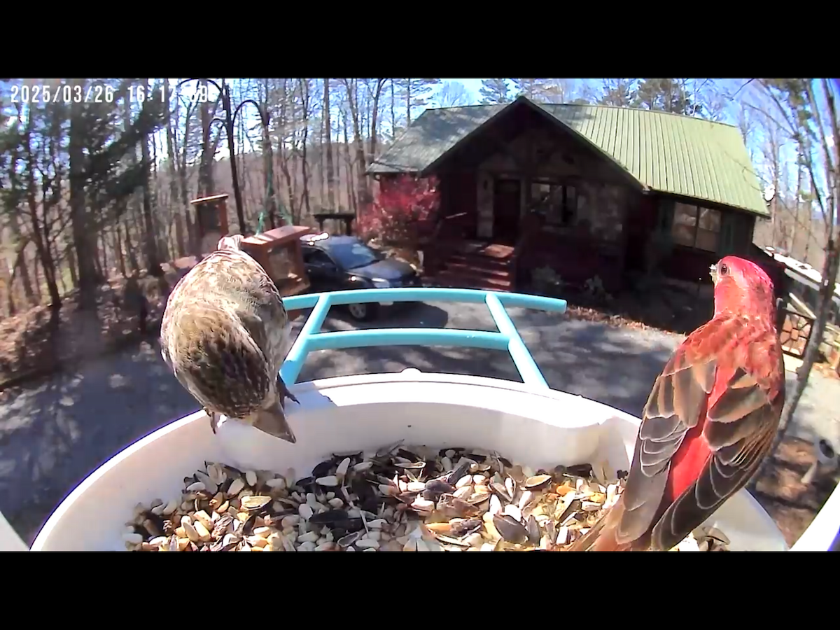 Purple Finch - ML632722333