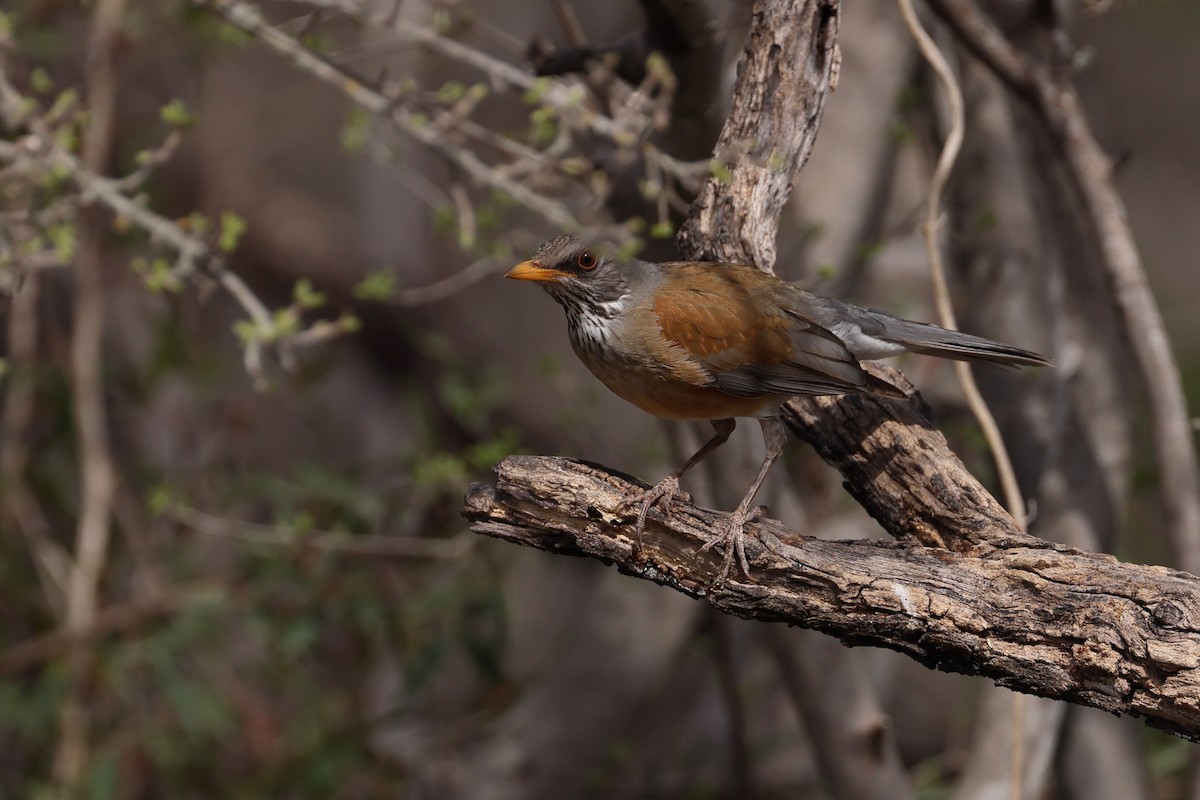 Rufous-backed Robin - ML632722582