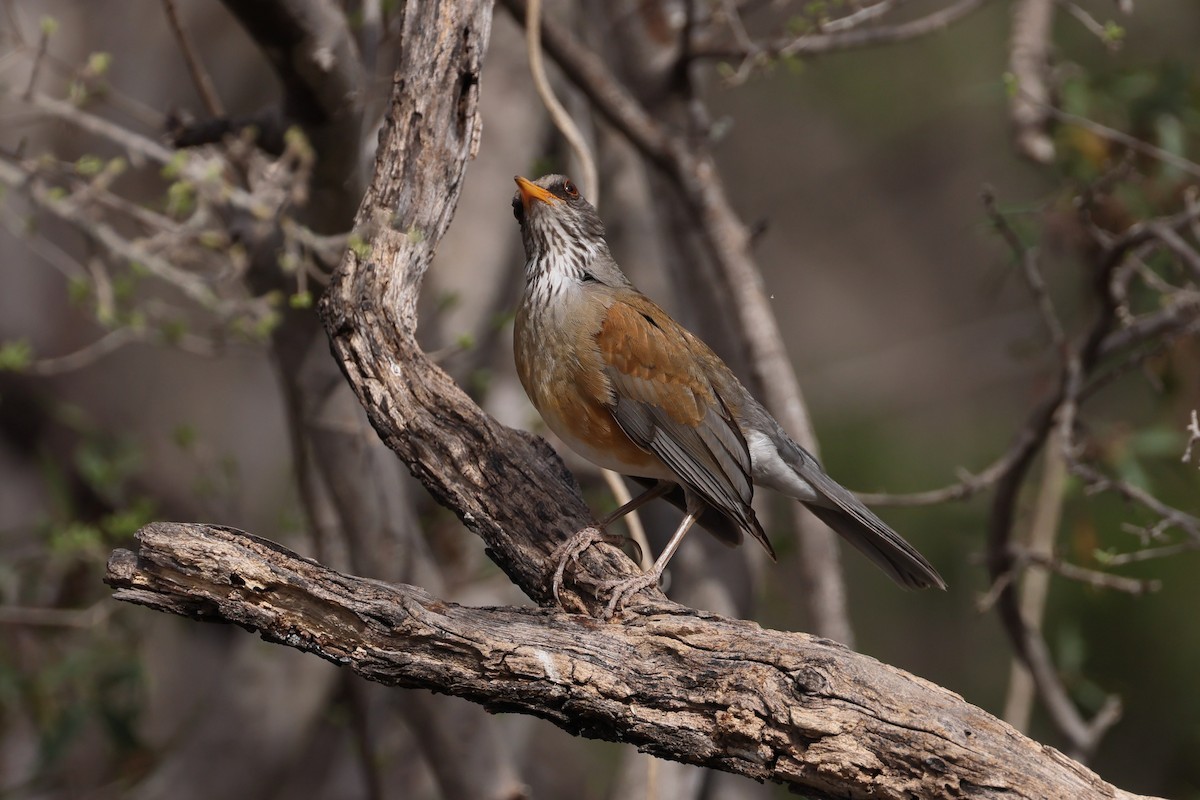 Rufous-backed Robin - ML632722585