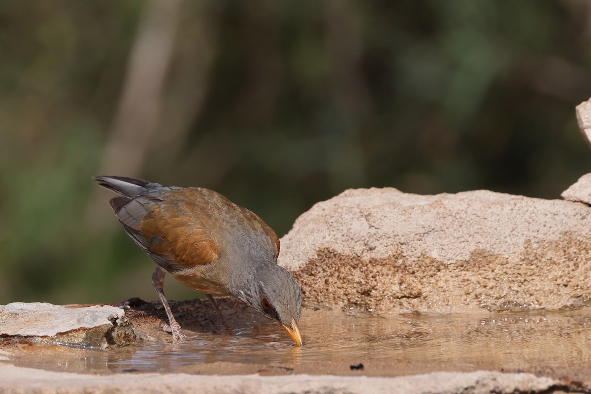 Rufous-backed Robin - ML632722590