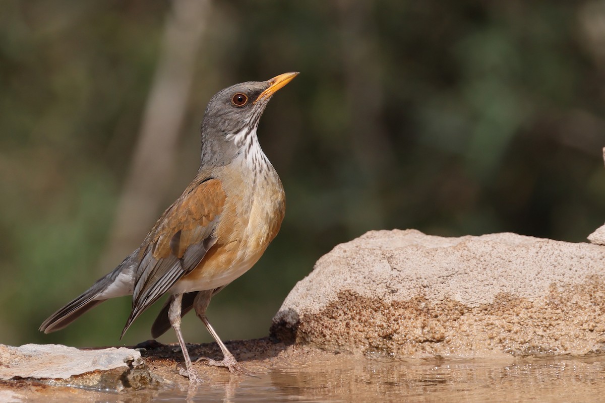 Rufous-backed Robin - ML632722594