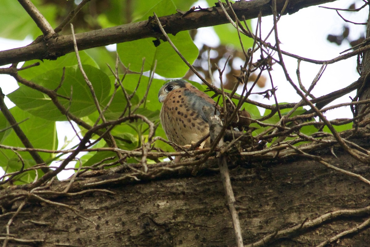 American Kestrel - ML632722613