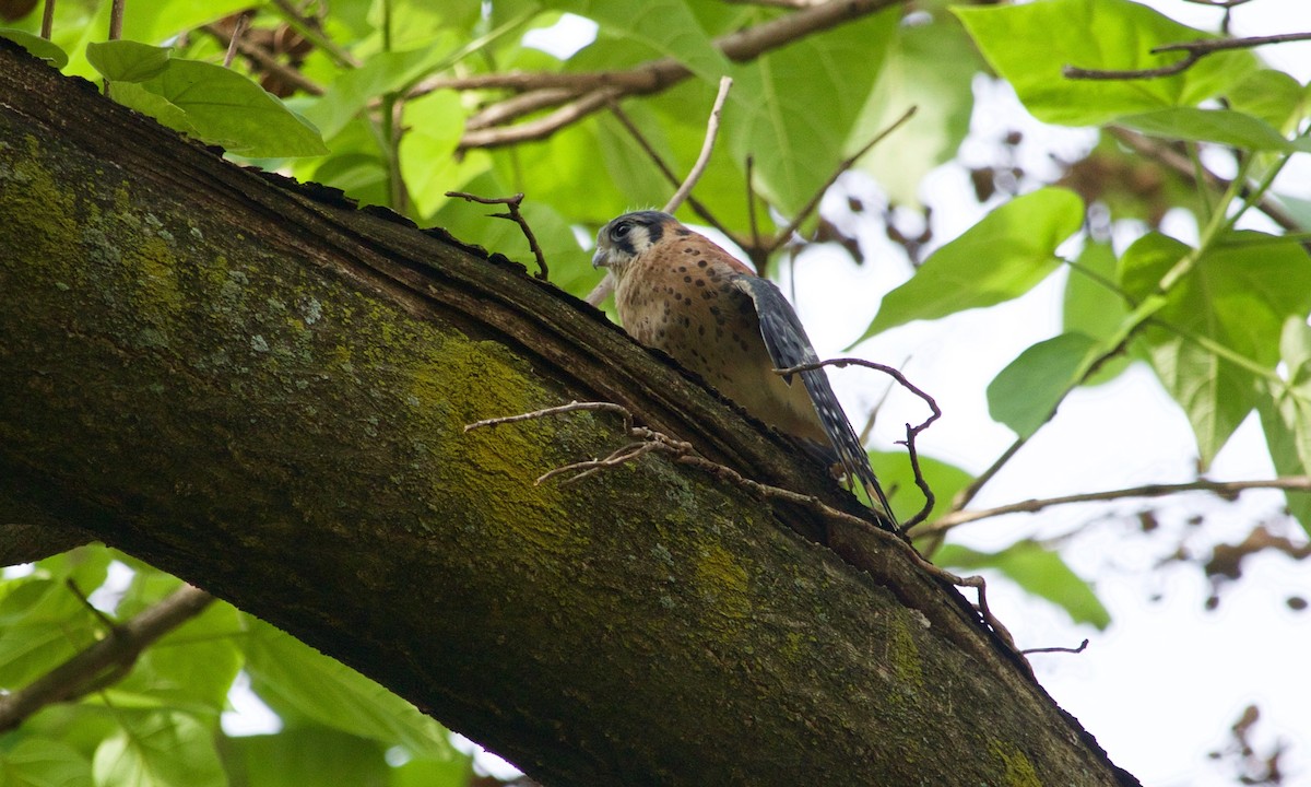 American Kestrel - ML632722614