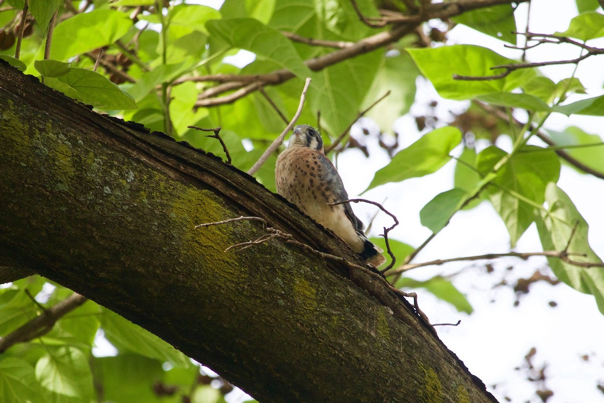 American Kestrel - ML632722619