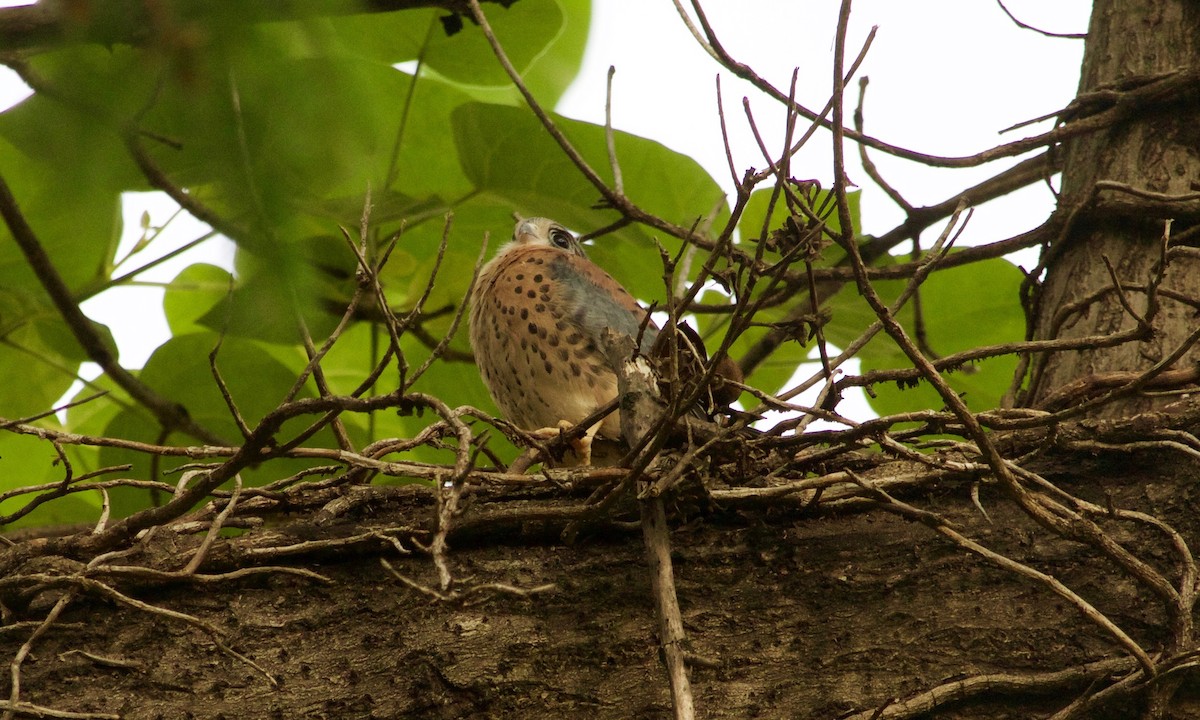 American Kestrel - ML632722620