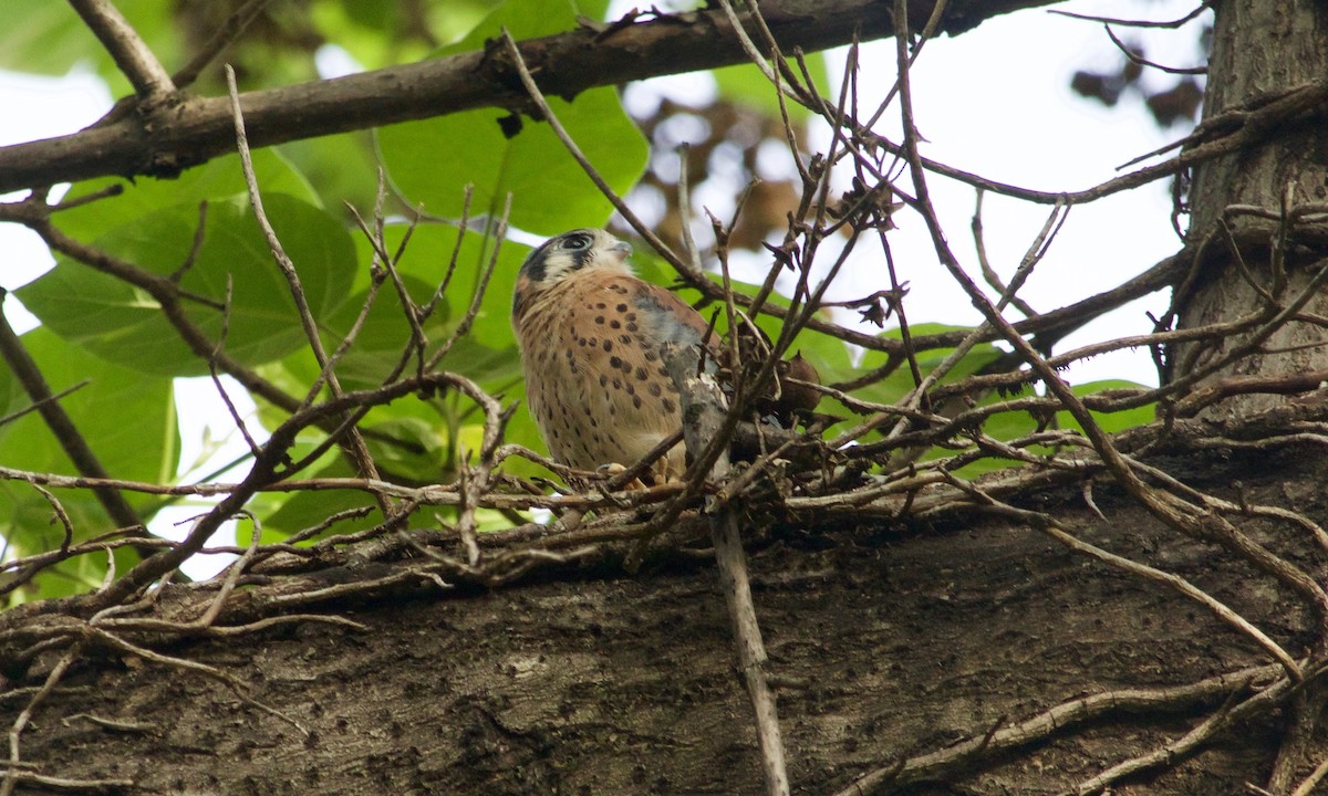 American Kestrel - ML632722622