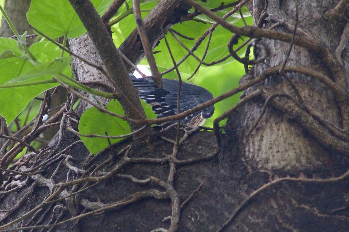 American Kestrel - ML632722623