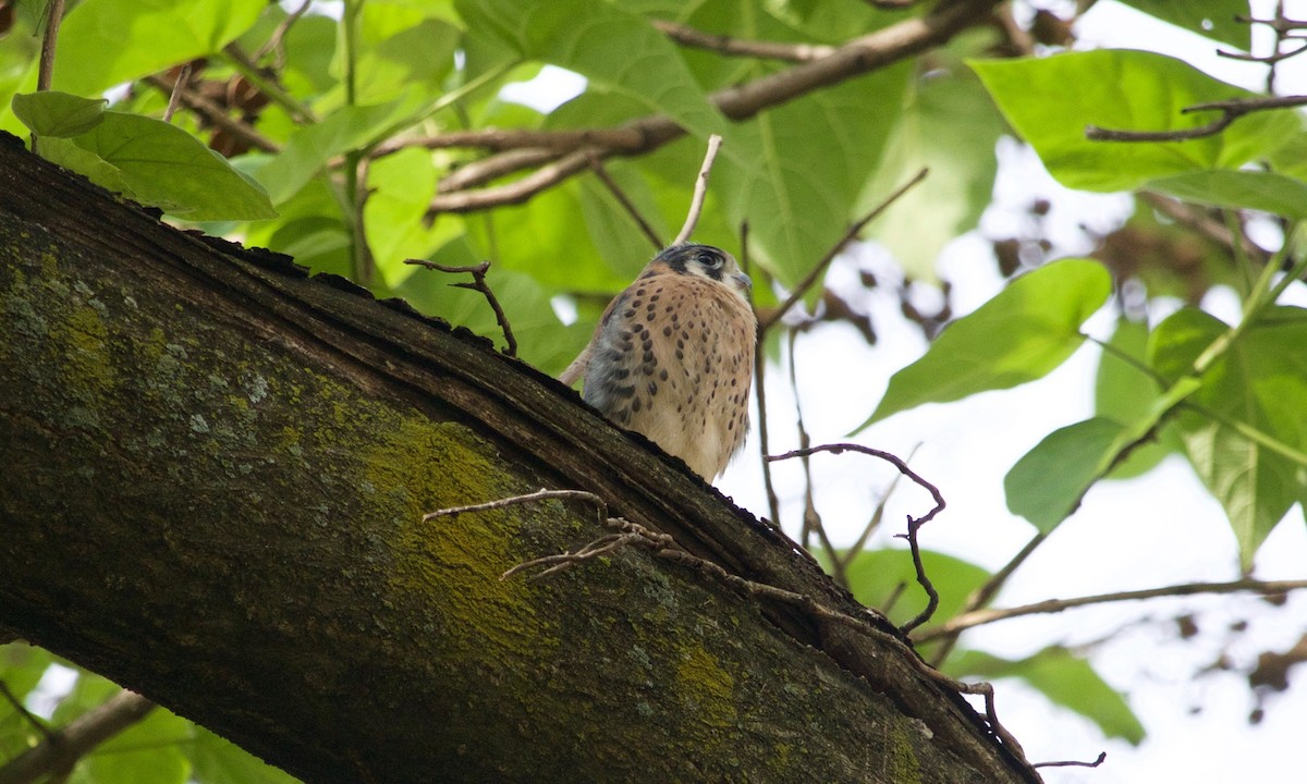 American Kestrel - ML632722624