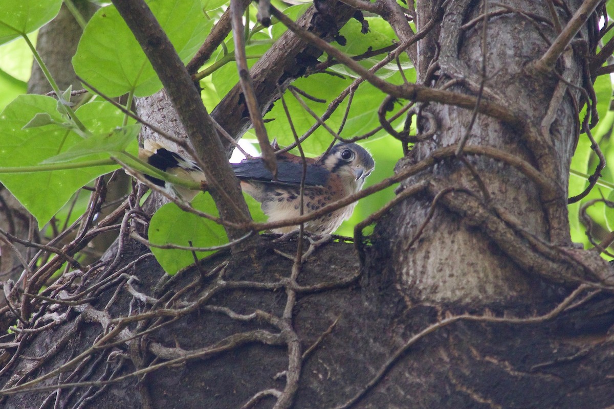American Kestrel - ML632722626