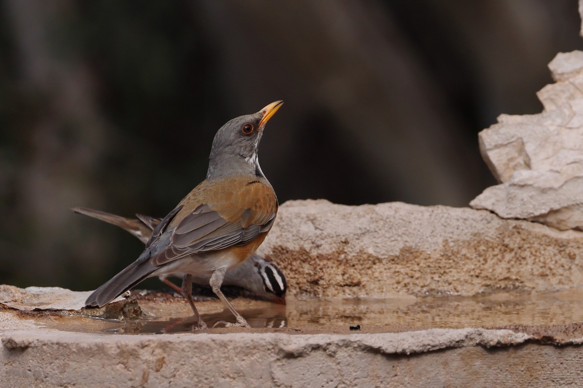 Rufous-backed Robin - ML632722635