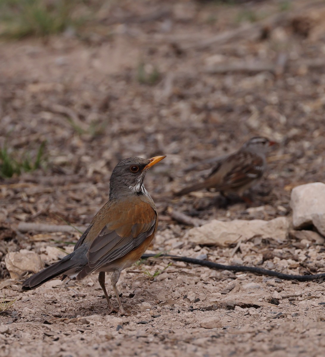 Rufous-backed Robin - ML632722637
