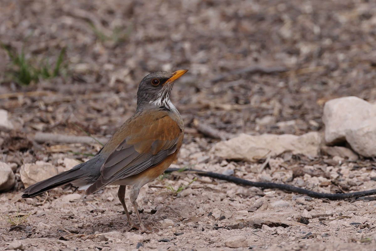 Rufous-backed Robin - ML632722638