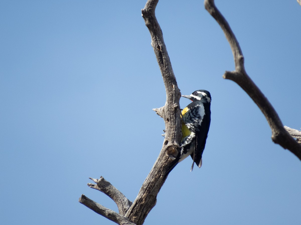 Williamson's Sapsucker - ML632722712