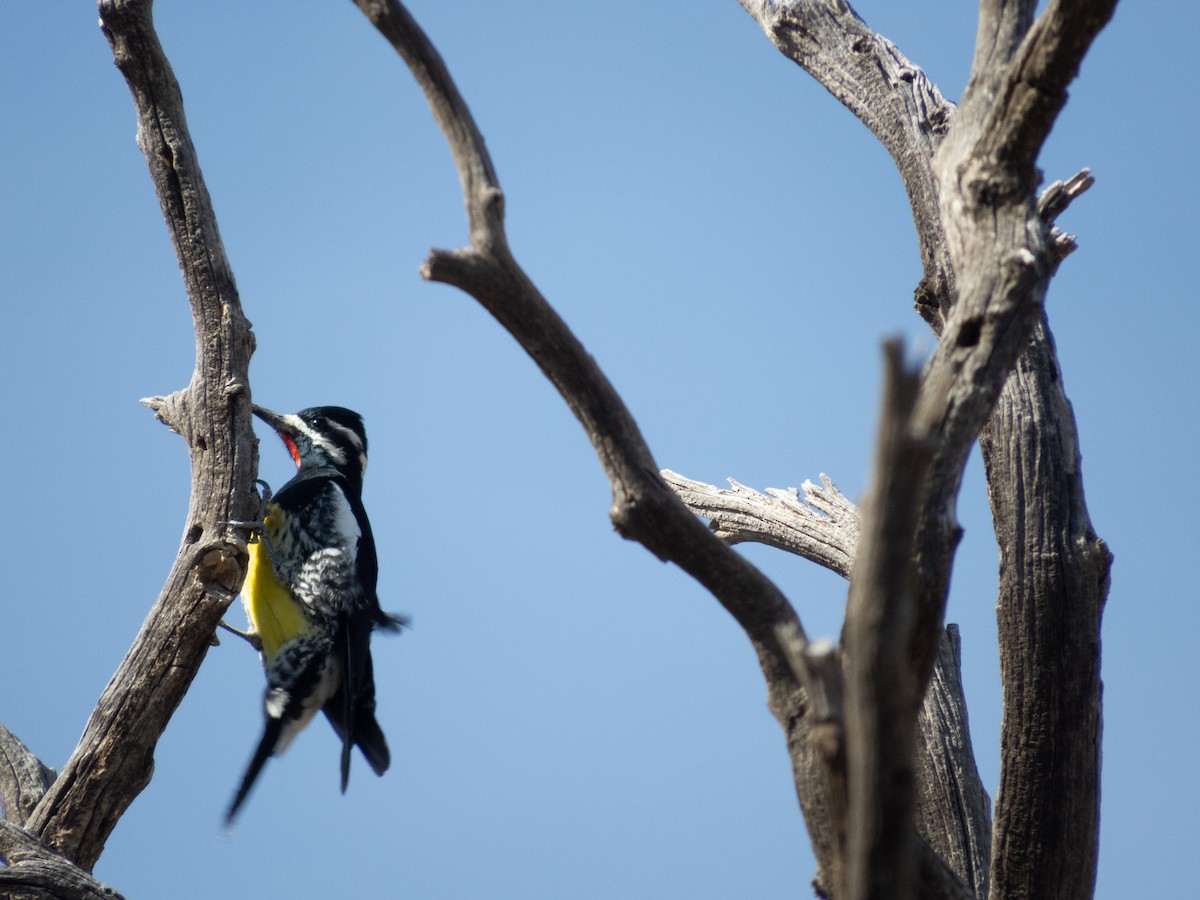 Williamson's Sapsucker - ML632722713