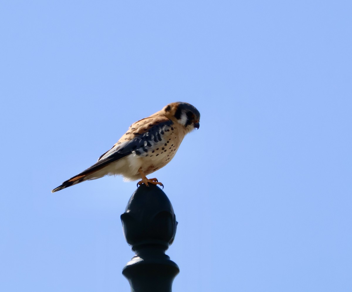 American Kestrel - ML632722824