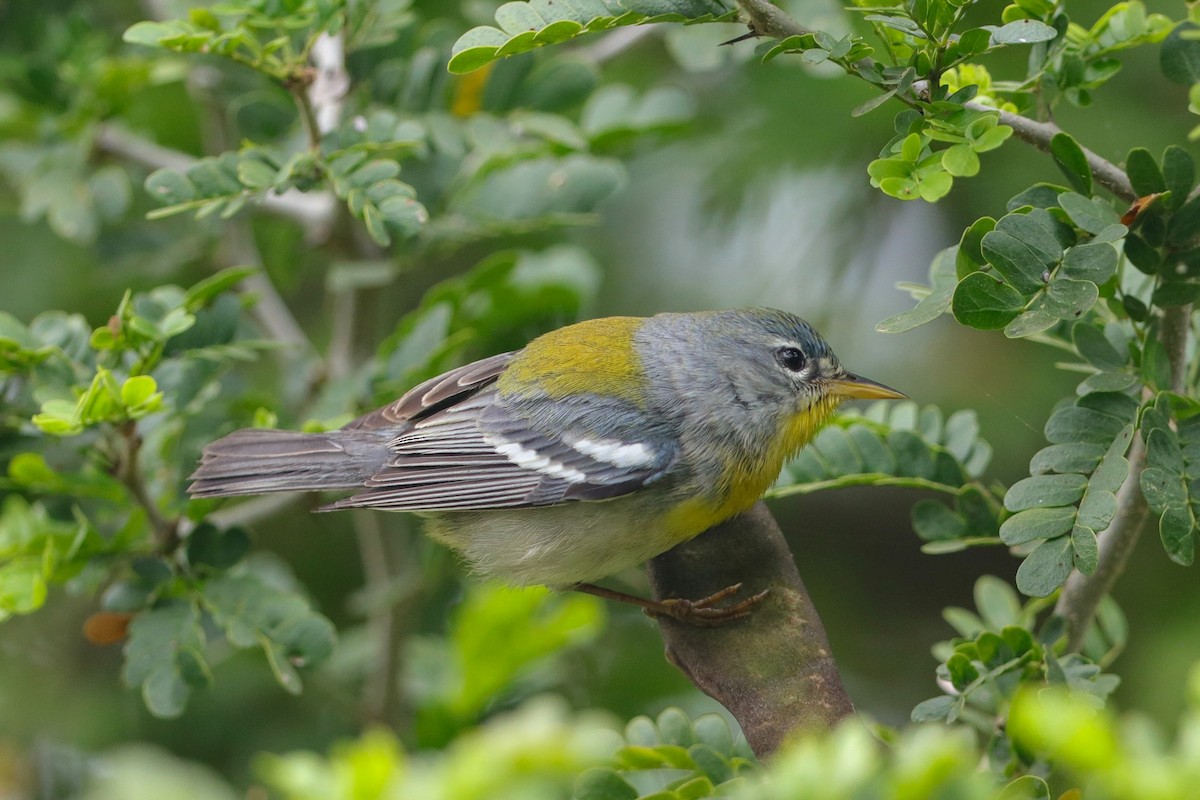 Northern Parula - ML632722884