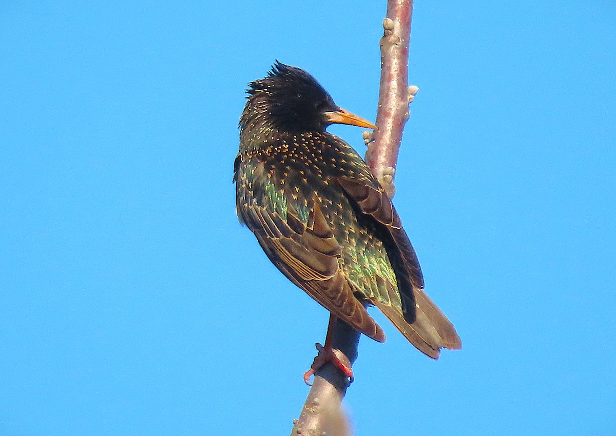 European Starling - ML632722907