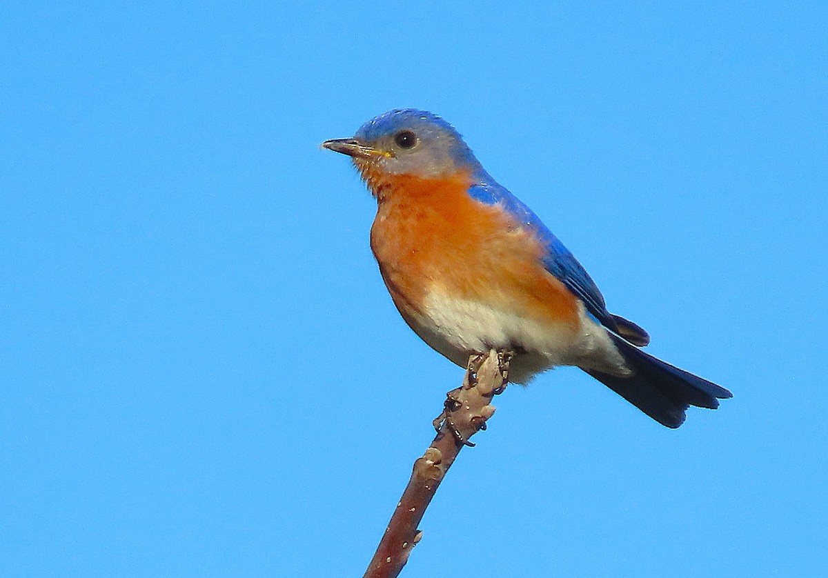 Eastern Bluebird - ML632722925