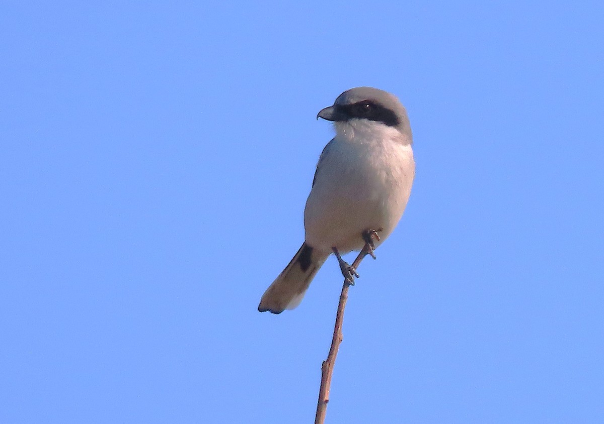 Loggerhead Shrike - ML632722952