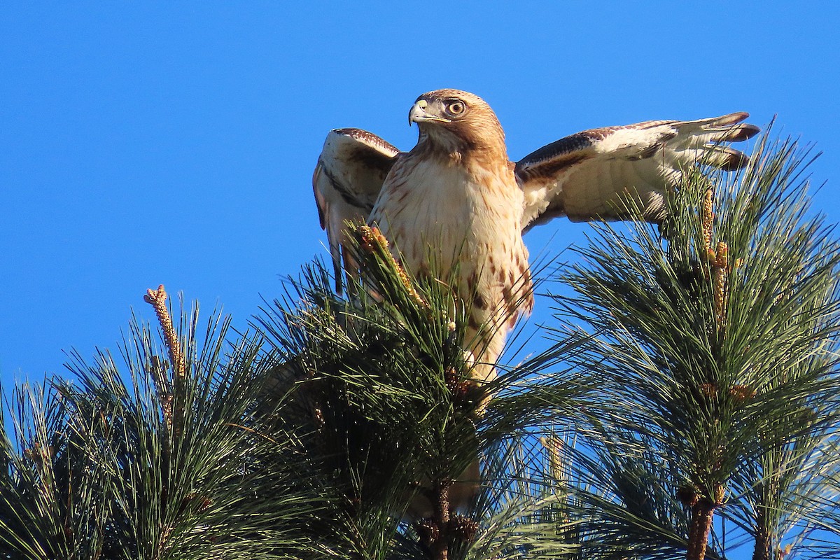 Red-tailed Hawk - ML632722962